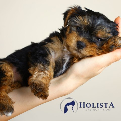 OLEJ DLA PSA HOLISTA OMEGA3 JUNIOR OIL 1000 ML SZCZENIĘ SUPLEMENTY WITAMINY OLEJ DLA PSA HOLISTA OMEGA3 JUNIOR OIL 1000 ML SZCZENIĘ SUPLEMENTY WITAMINY