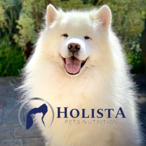 OLEJ Z ŁOSOSIA HOLISTA SALMON OIL 100 ML NATURALNE OLEJE DLA PSA I KOTA OLEJ Z ŁOSOSIA HOLISTA SALMON OIL 100 ML NATURALNE OLEJE DLA PSA I KOTA